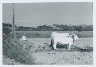 Two yoked oxen standing ready to plow a field. A man stands behind them, looking at the camera