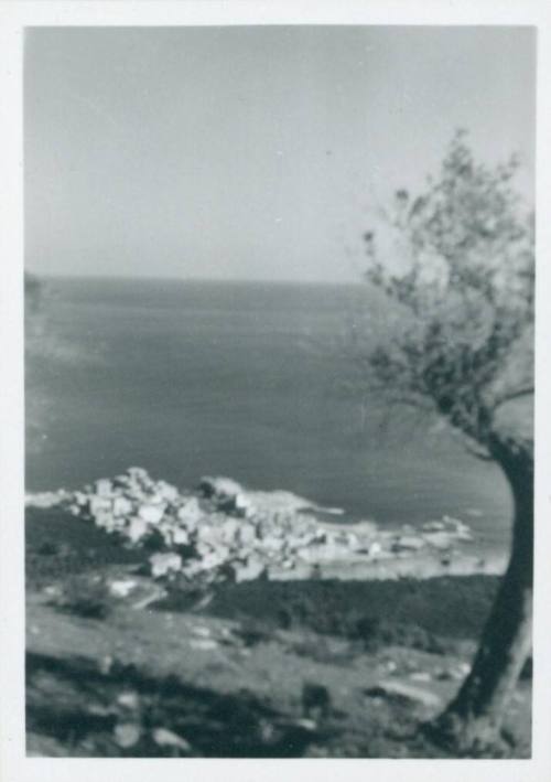 Coastal town from a high vantage point with the ocean in the background and a tree to the righthand side of the foreground