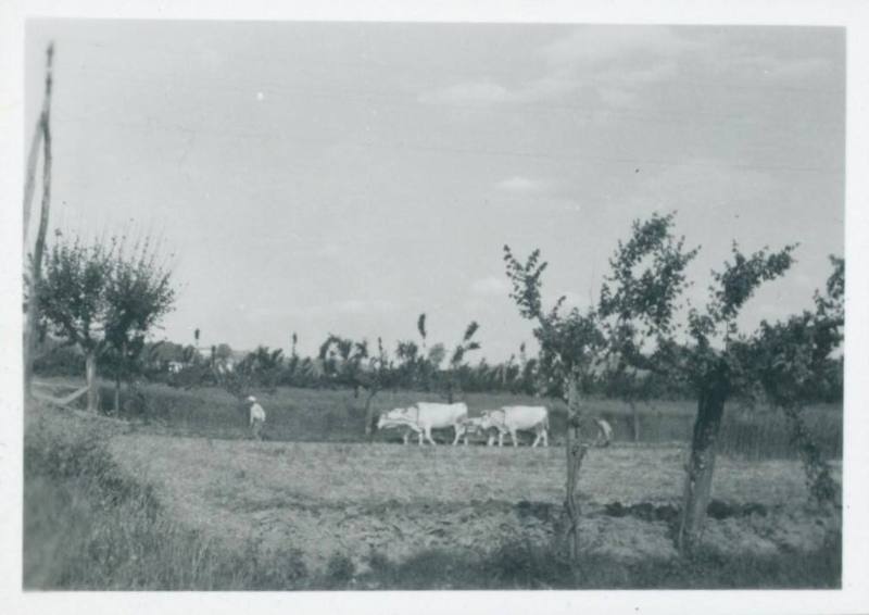 A team of four yoked oxen and two men plow a field.