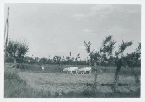A team of four yoked oxen and two men plow a field.