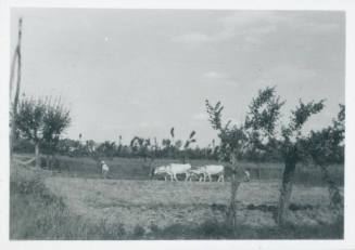 A team of four yoked oxen and two men plow a field.