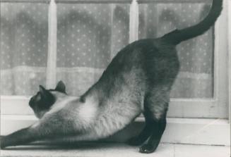 Sing stretching on windowsill [cat]